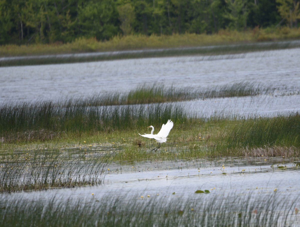 Great Egret - ML619964593