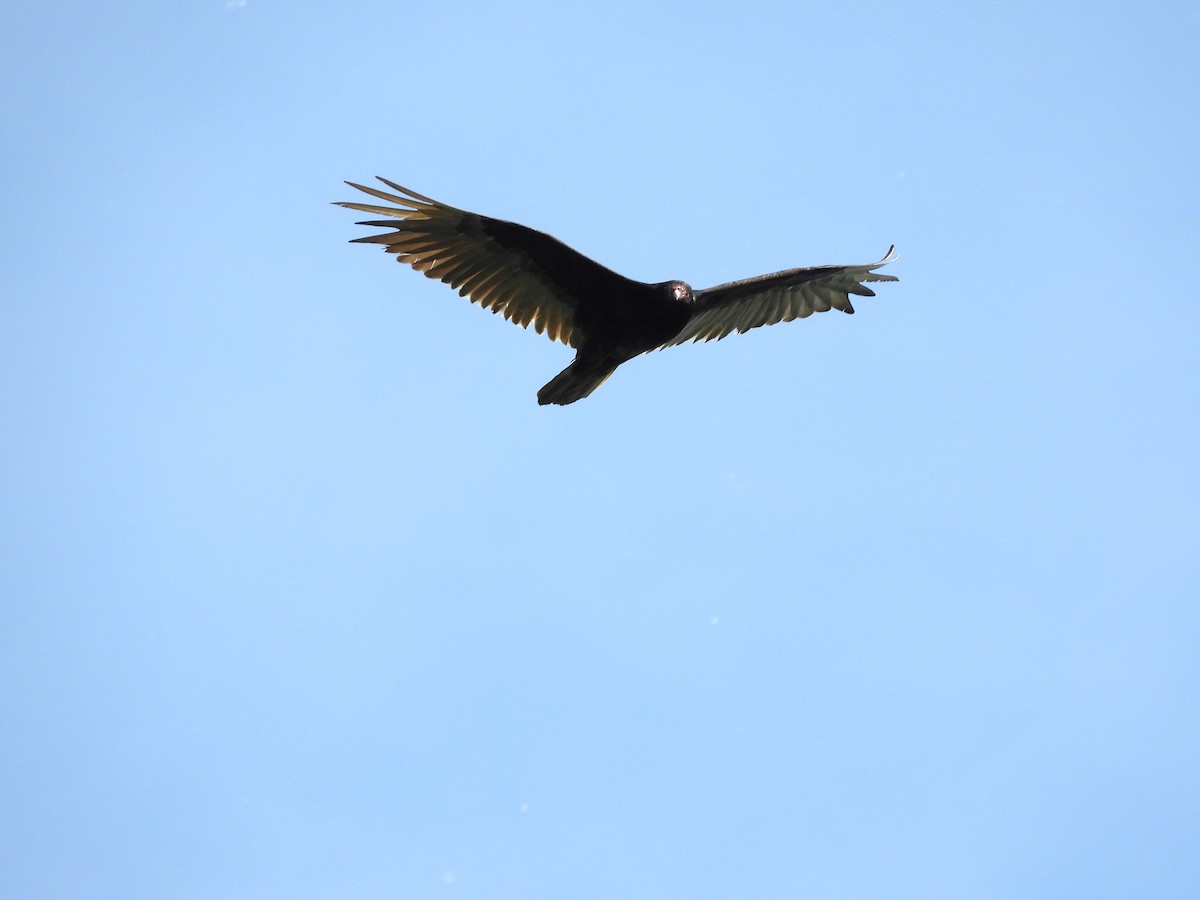 Turkey Vulture - ML619964600