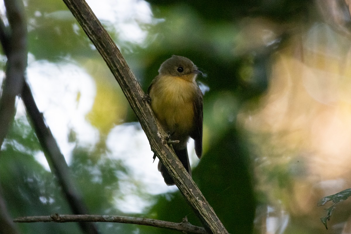 Black-tailed Flycatcher - ML619964602