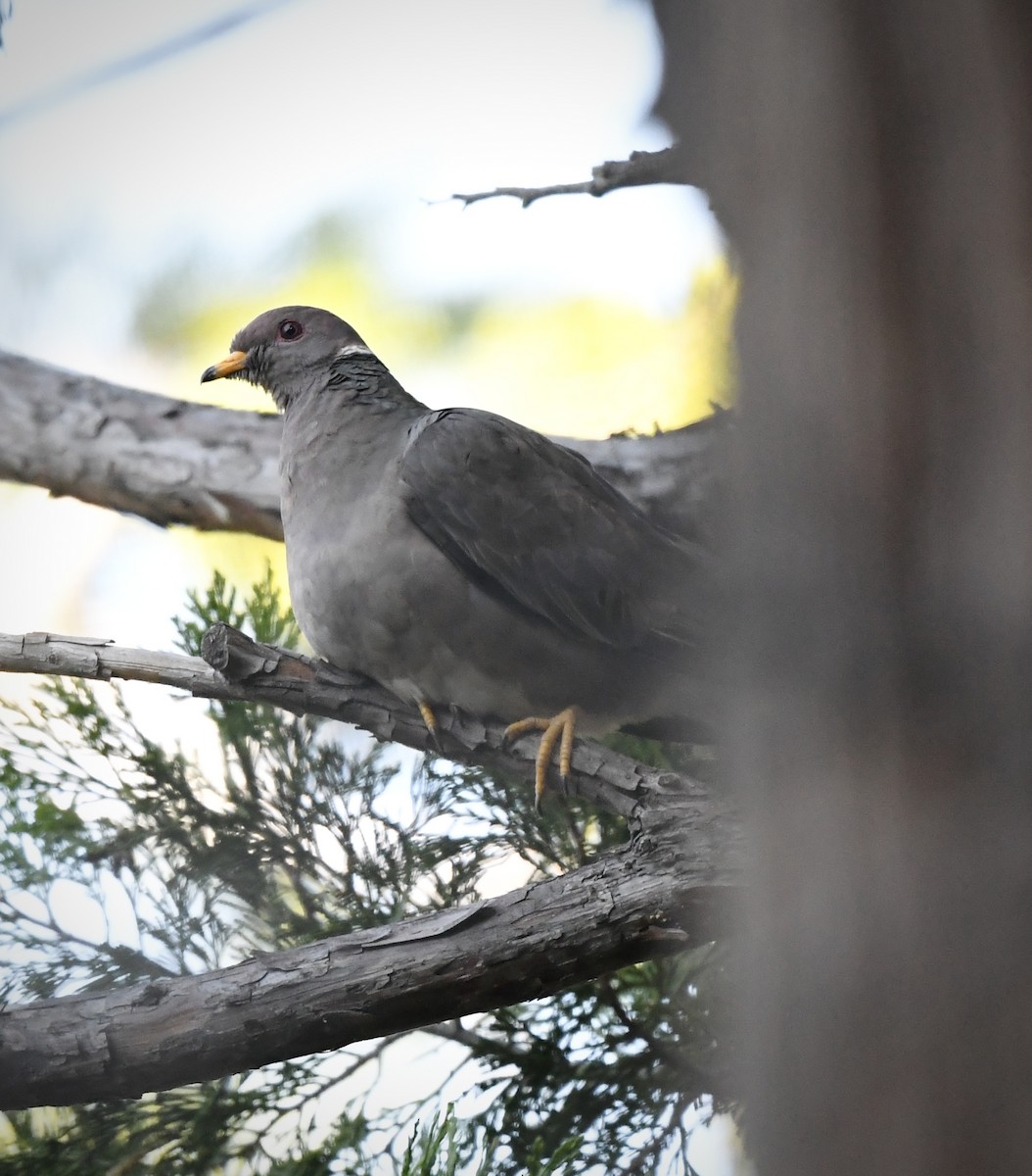 Band-tailed Pigeon - ML619964604
