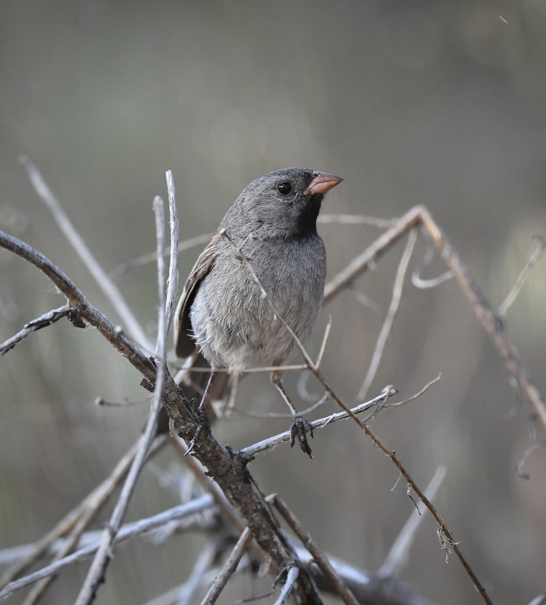 Black-chinned Sparrow - ML619964622