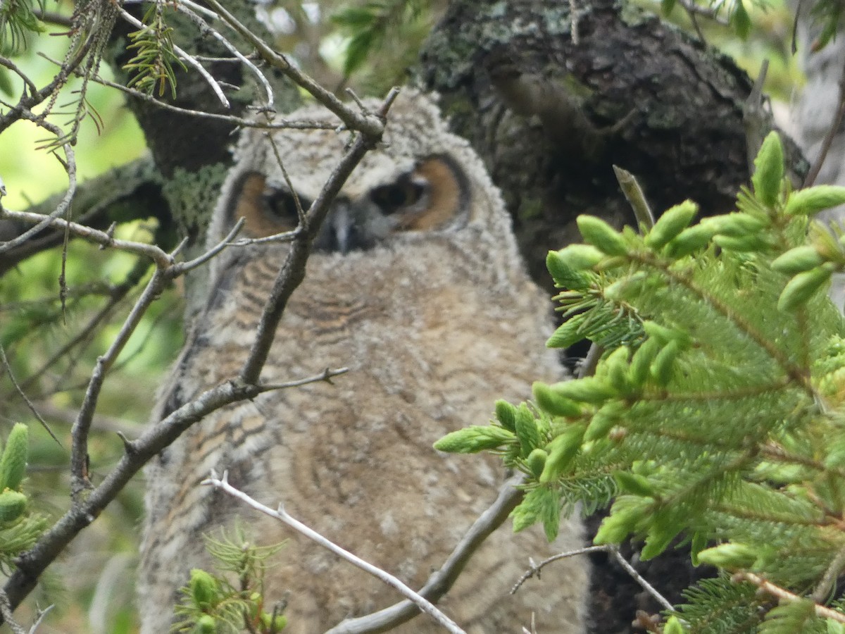 Great Horned Owl - ML619964646