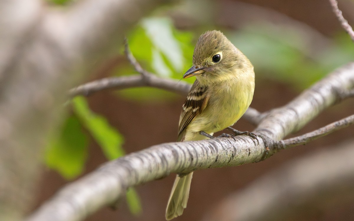 Western Flycatcher - ML619964651