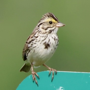 Savannah Sparrow - ML619964652