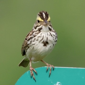 Savannah Sparrow - ML619964653