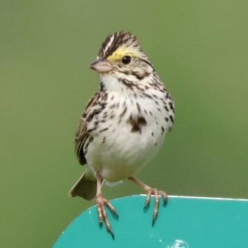 Savannah Sparrow - ML619964654