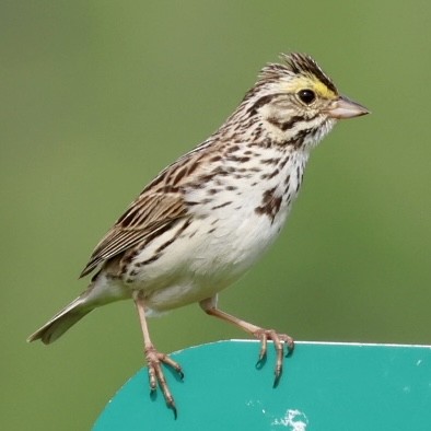 Savannah Sparrow - ML619964655