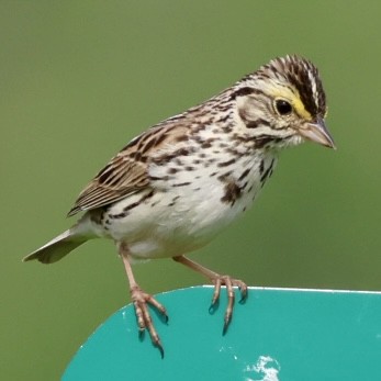 Savannah Sparrow - ML619964656