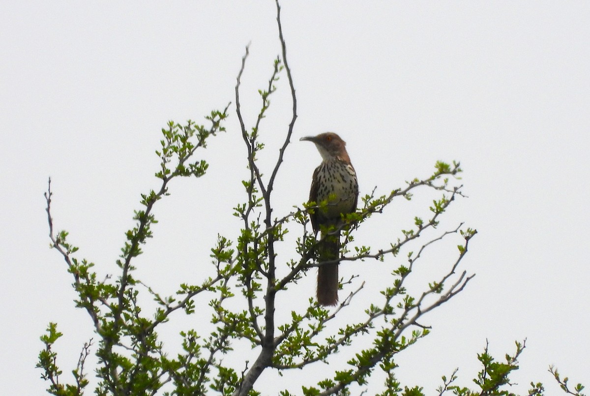 Long-billed Thrasher - ML619964670