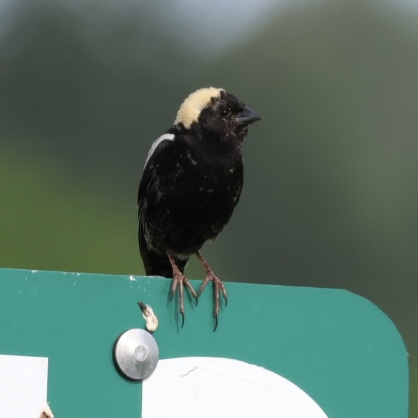 Bobolink - ML619964674