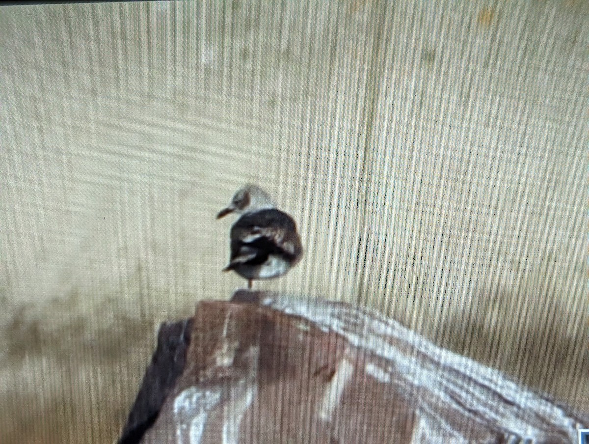 Laughing Gull - ML619964682