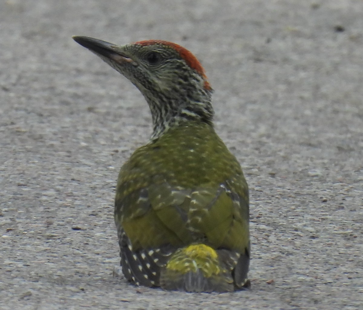 Eurasian Green Woodpecker - ML619964693