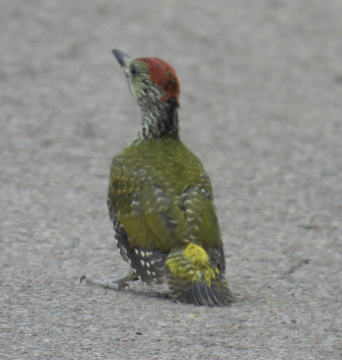 Eurasian Green Woodpecker - ML619964694