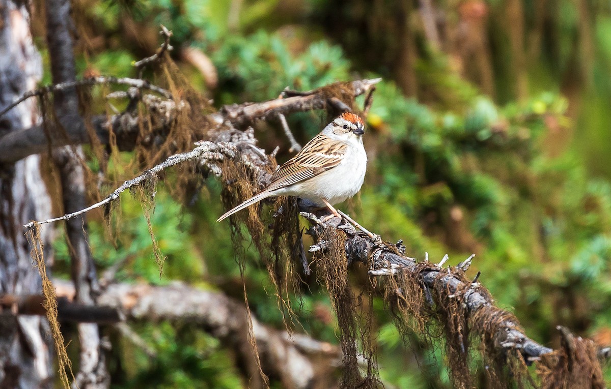 Chipping Sparrow - ML619964707