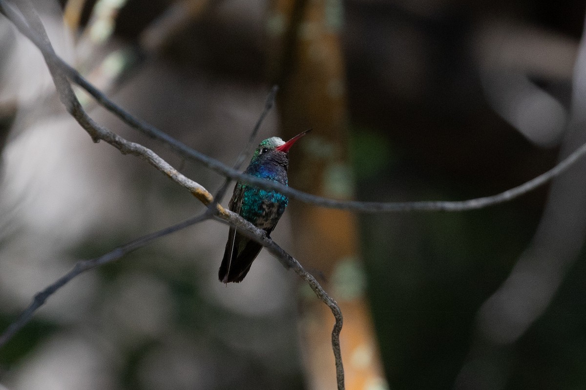 Broad-billed Hummingbird - ML619964723