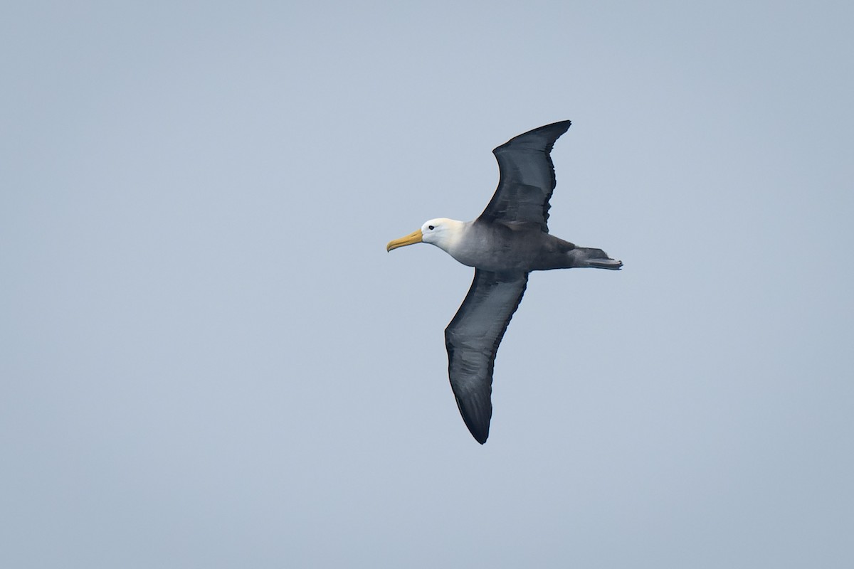 albatros galapážský - ML619964733