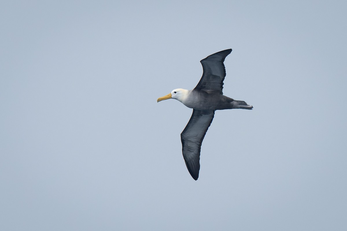 Yazılı Albatros - ML619964733