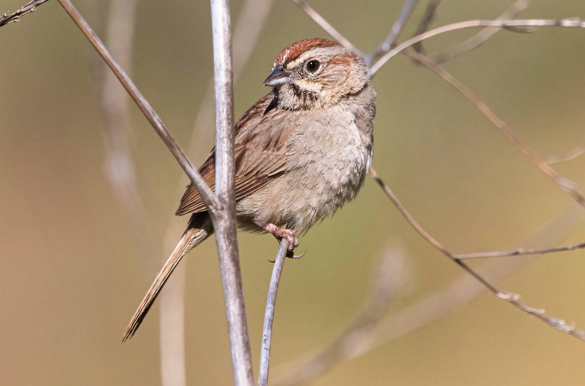 Rufous-crowned Sparrow - ML619964739