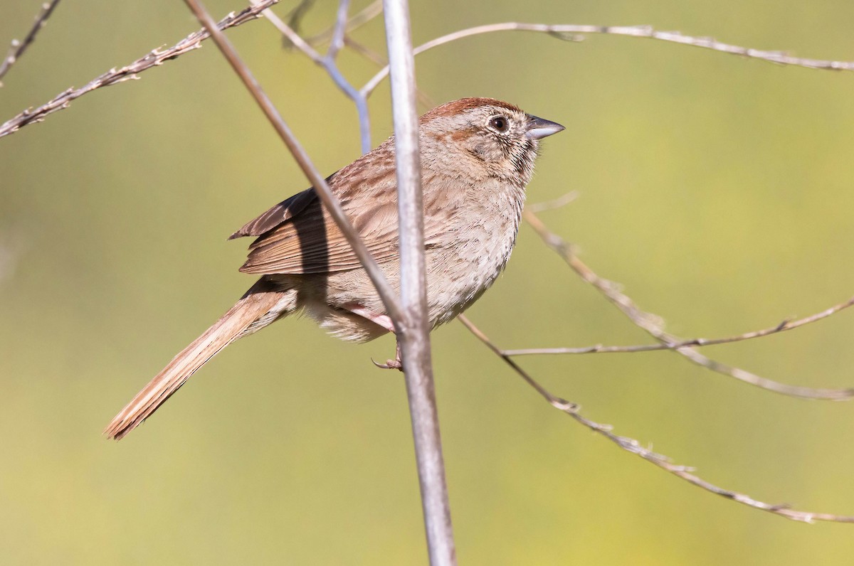 Rufous-crowned Sparrow - ML619964740