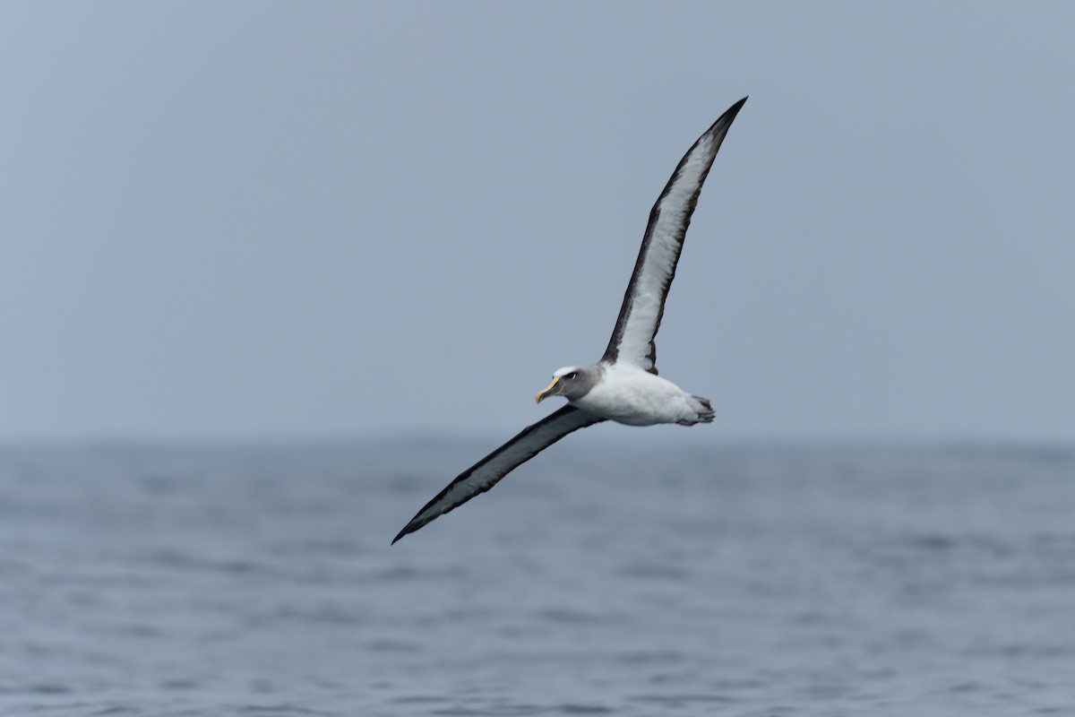 Buller's Albatross - Francisco Castro Escobar