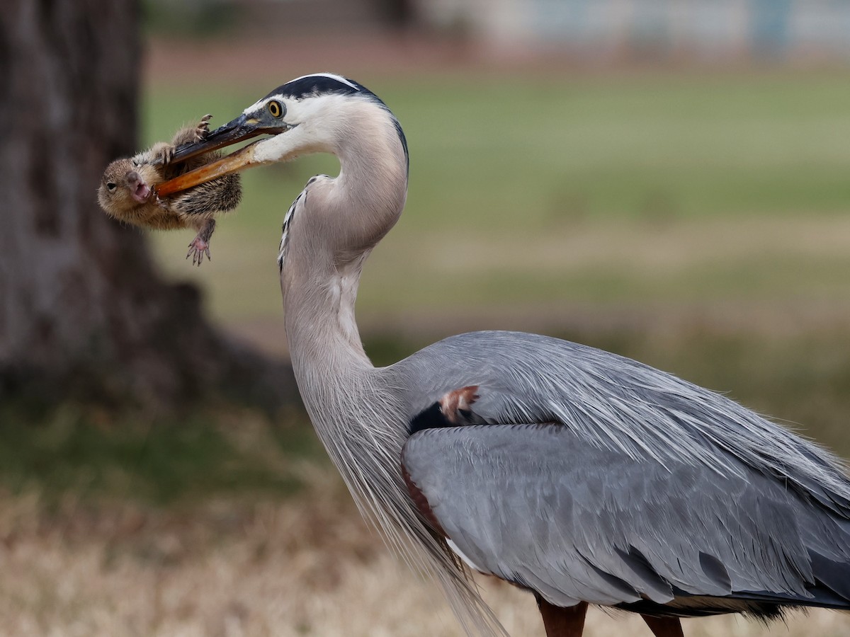 Great Blue Heron - ML619964748