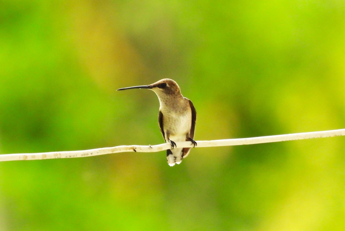 Black-chinned Hummingbird - ML619964749