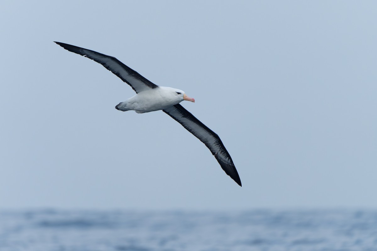 Чернобровый альбатрос - ML619964761