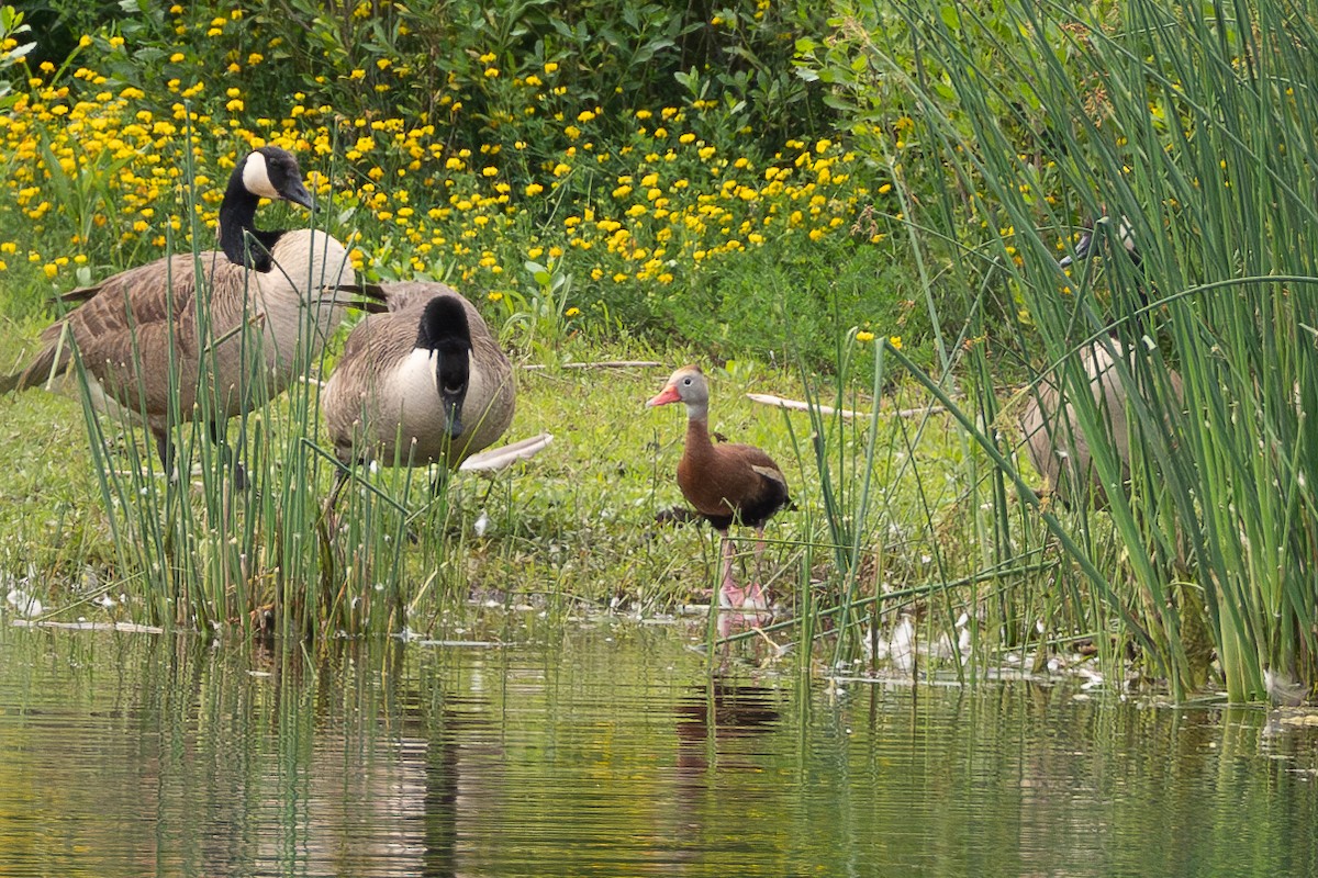 Dendrocygne à ventre noir - ML619964763