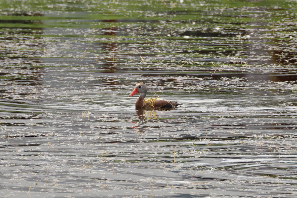 Black-bellied Whistling-Duck - ML619964764