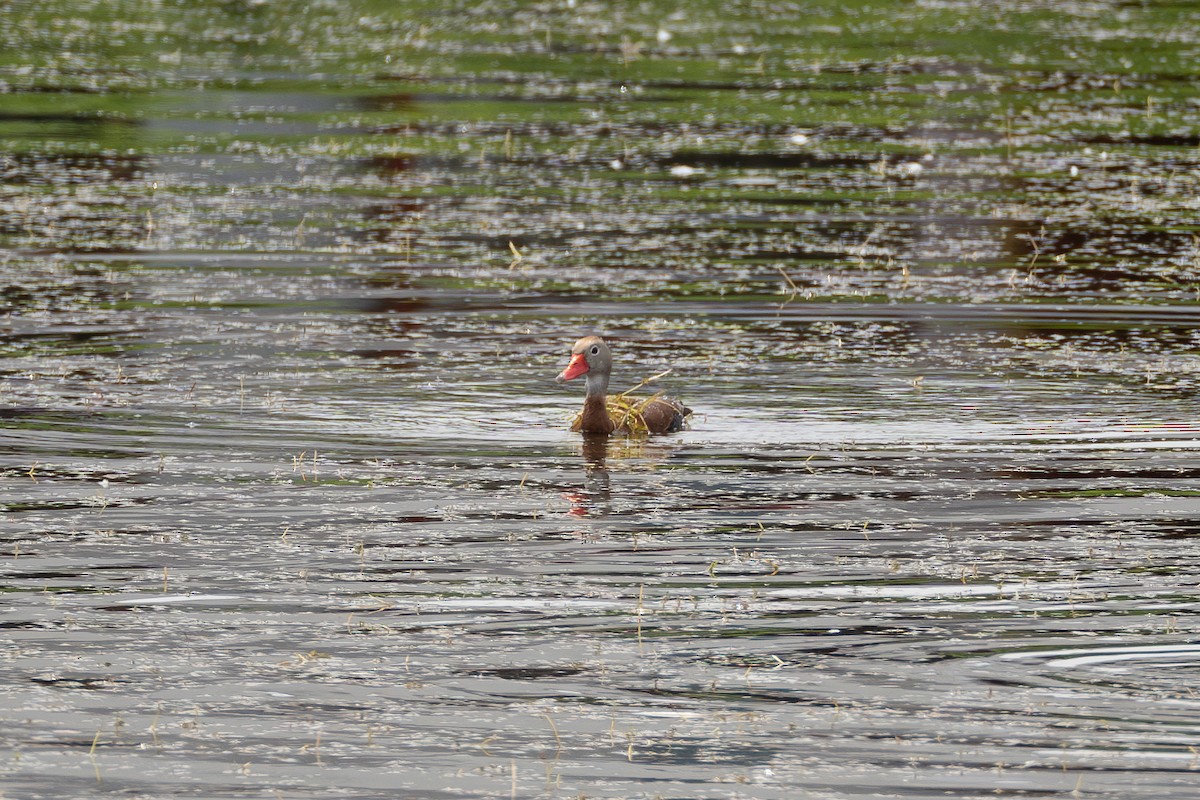 Black-bellied Whistling-Duck - Anthony Esposito