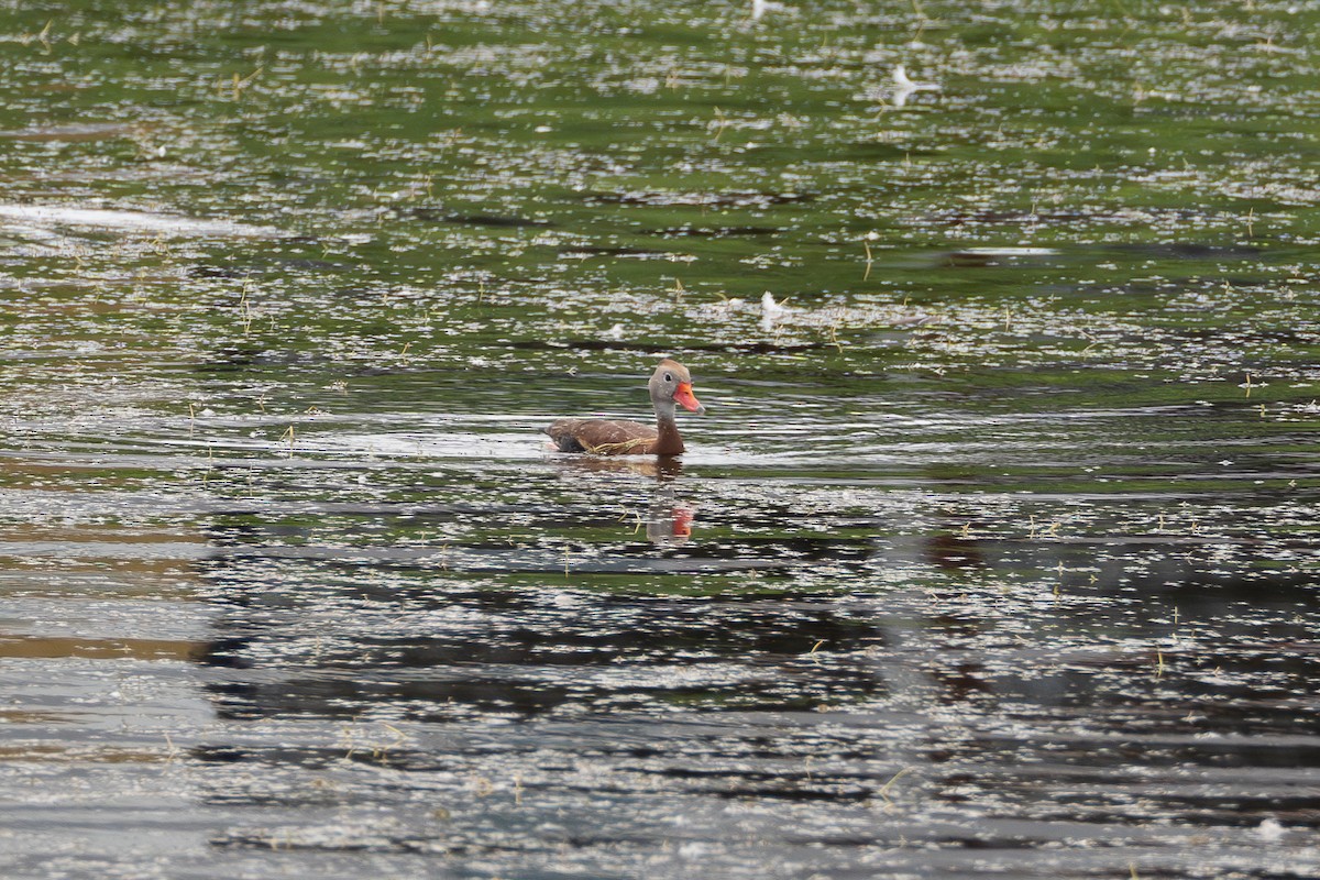 Black-bellied Whistling-Duck - ML619964768