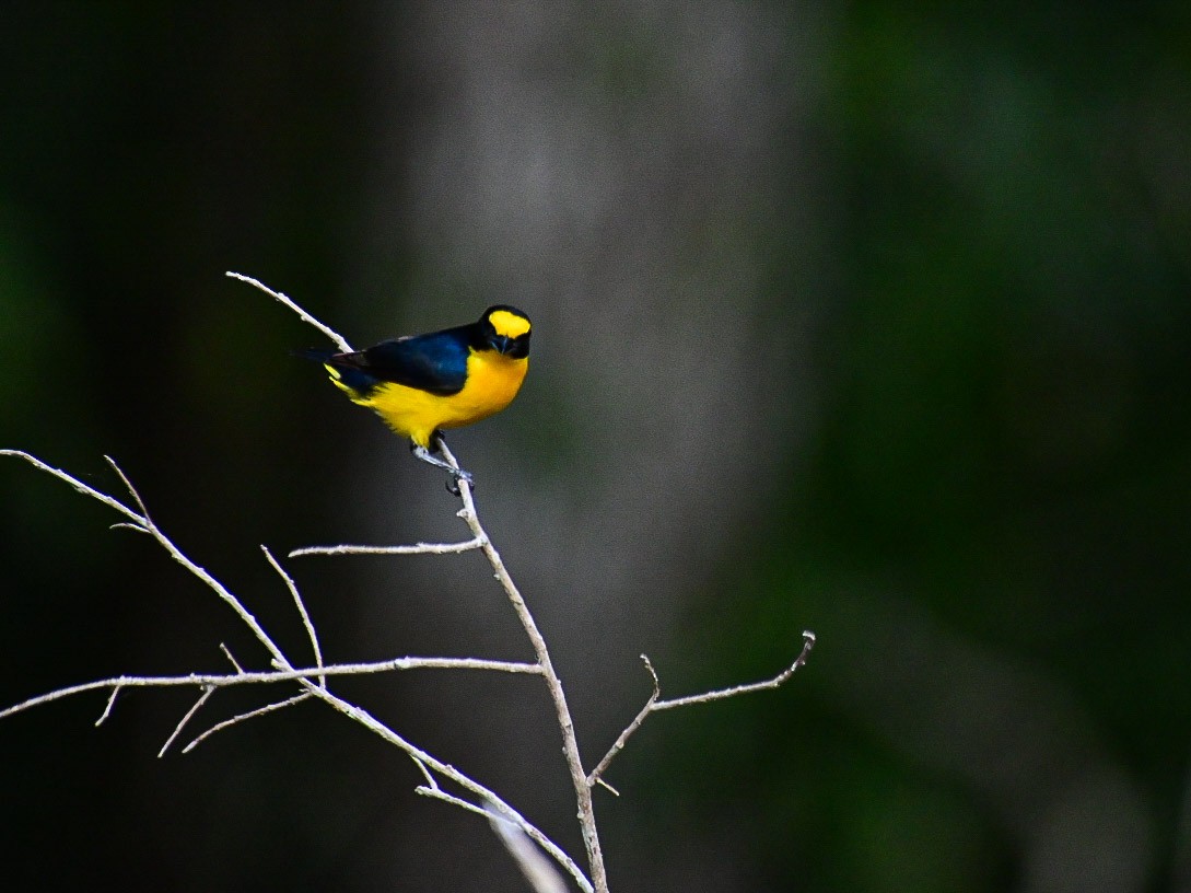 Yellow-throated Euphonia - ML619964780