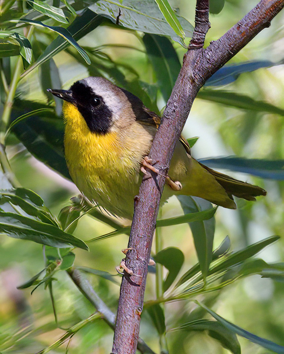 Common Yellowthroat - ML619964781