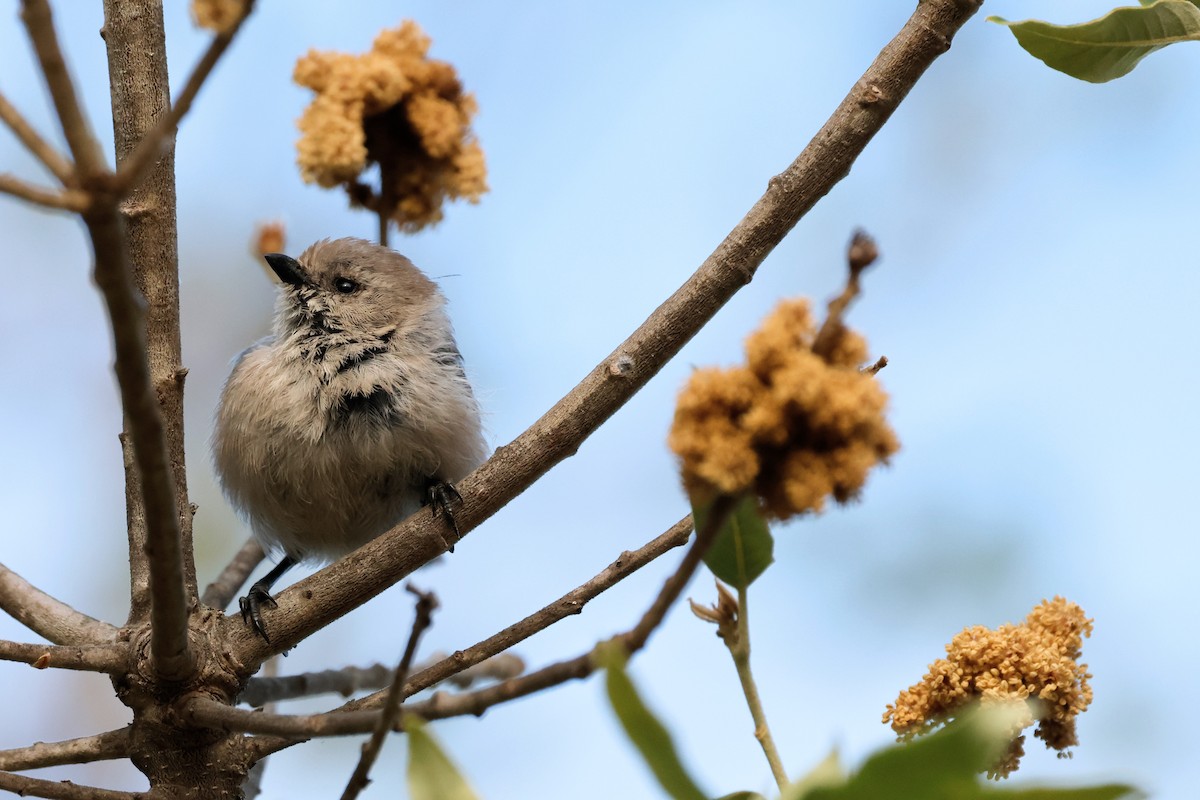 Bushtit - Torgil Zethson