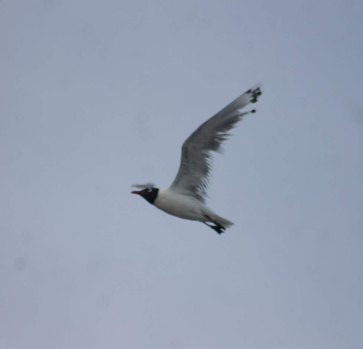 Franklin's Gull - ML619964801