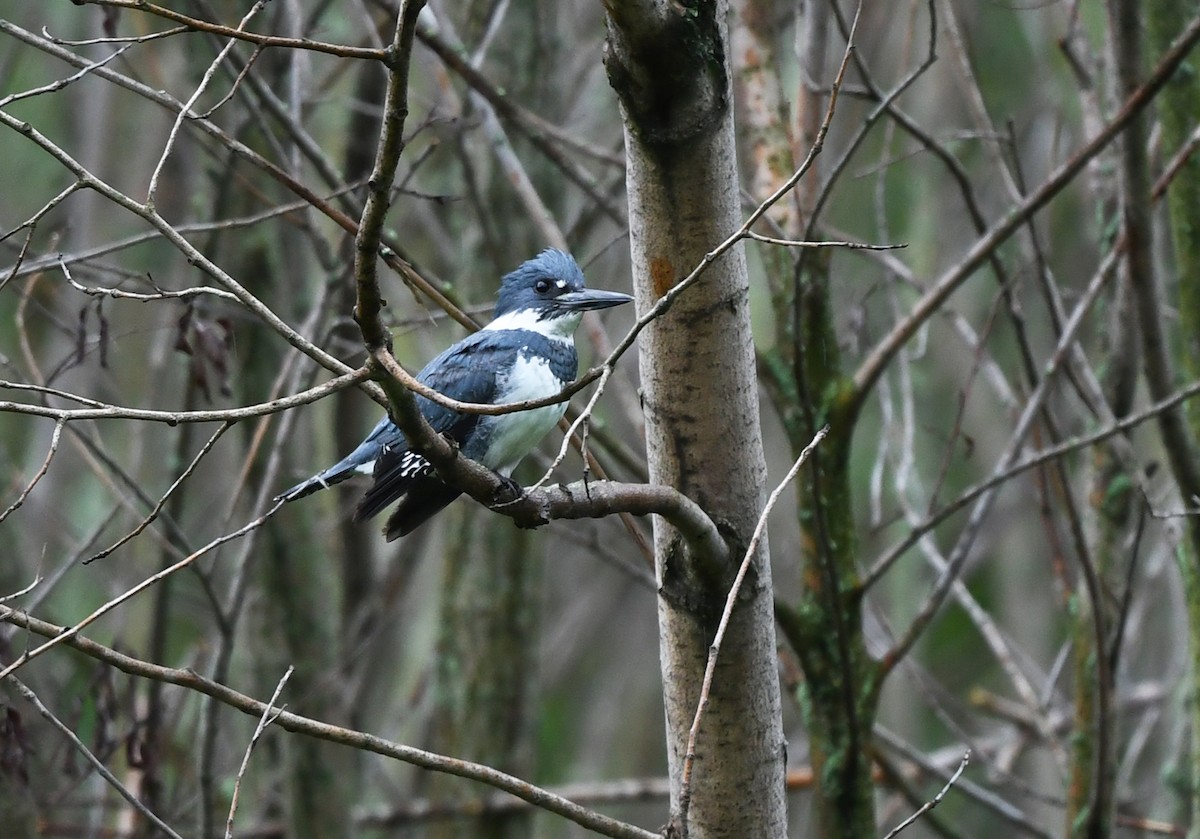 Belted Kingfisher - ML619964807
