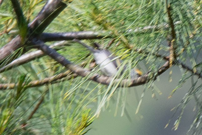 Golden-winged x Blue-winged Warbler (hybrid) - ML619964818