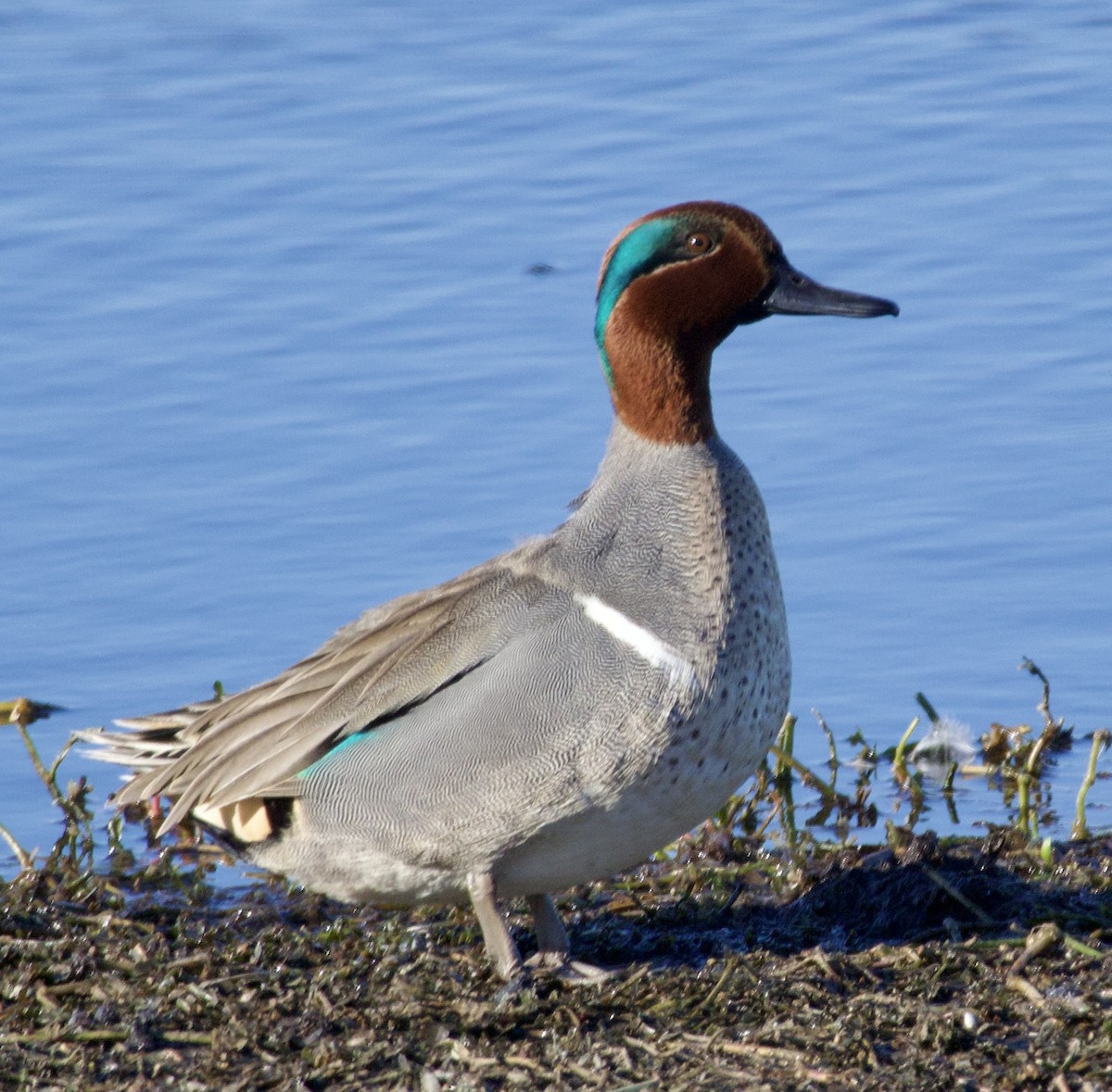 Green-winged Teal - ML619964826
