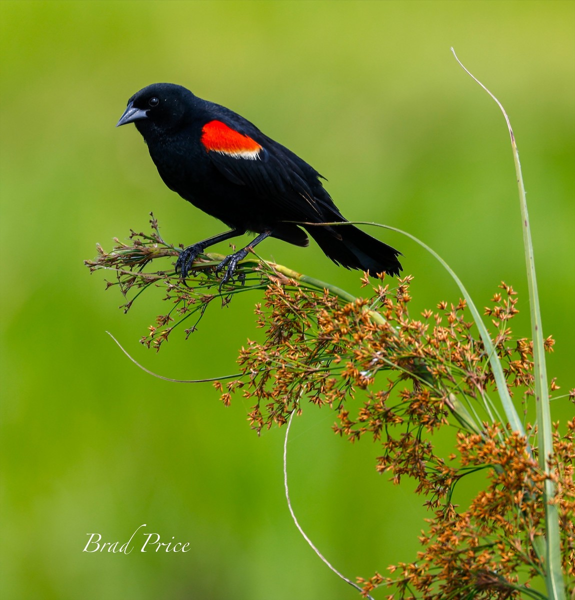 Red-winged Blackbird - ML619964828