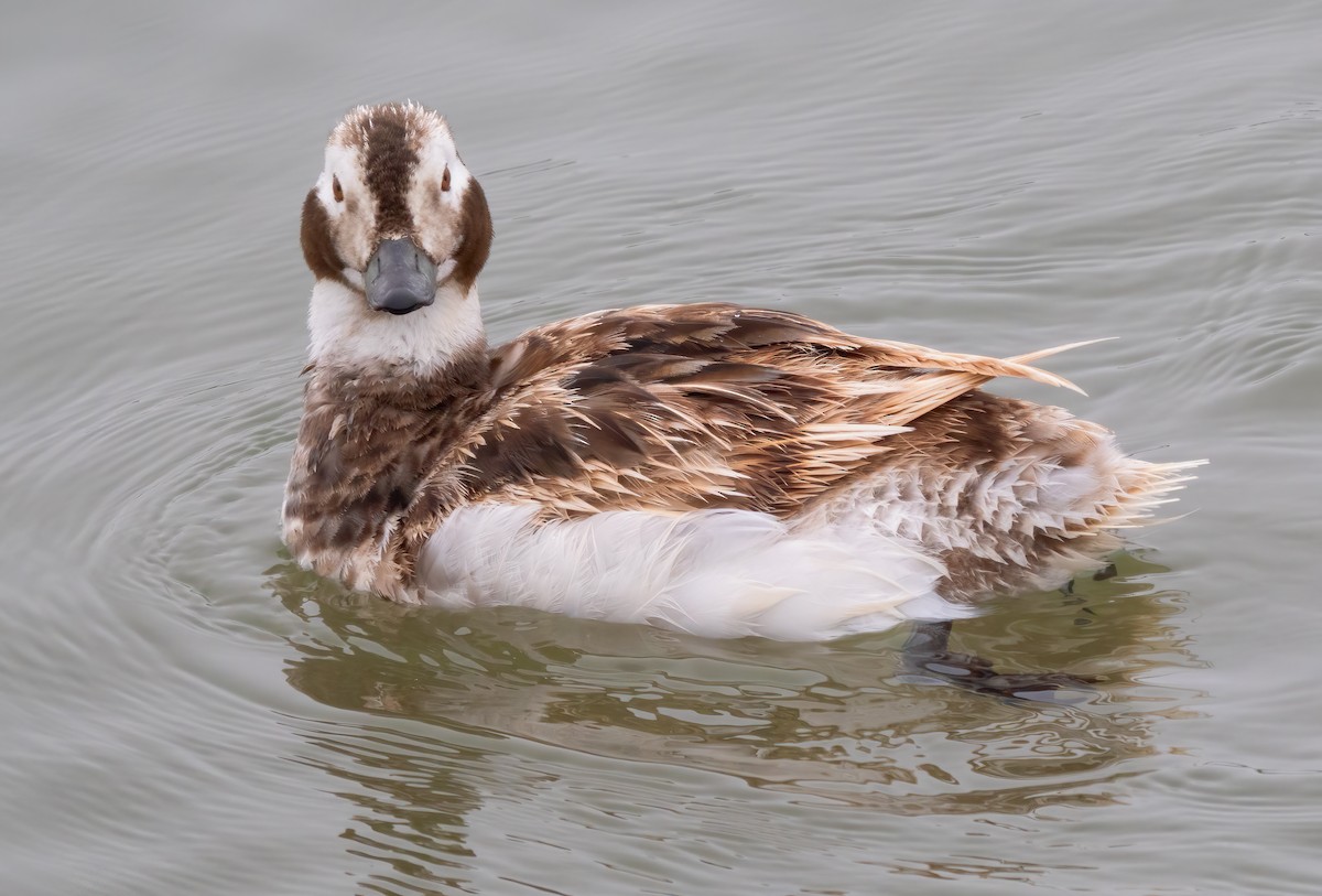 Long-tailed Duck - ML619964838