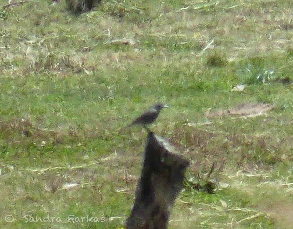 Rufous-webbed Bush-Tyrant - ML619964839