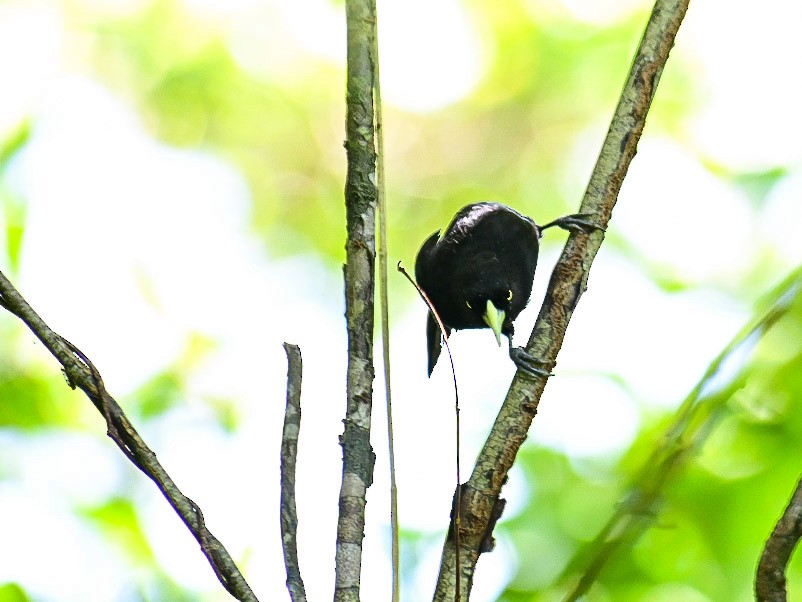 Yellow-billed Cacique - ML619964849