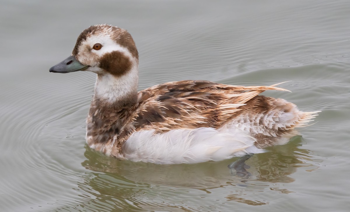 Long-tailed Duck - ML619964855