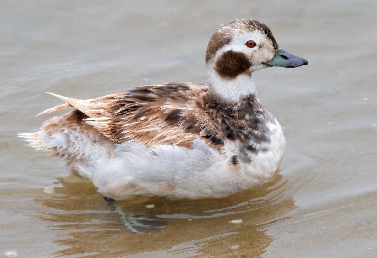 Long-tailed Duck - ML619964856