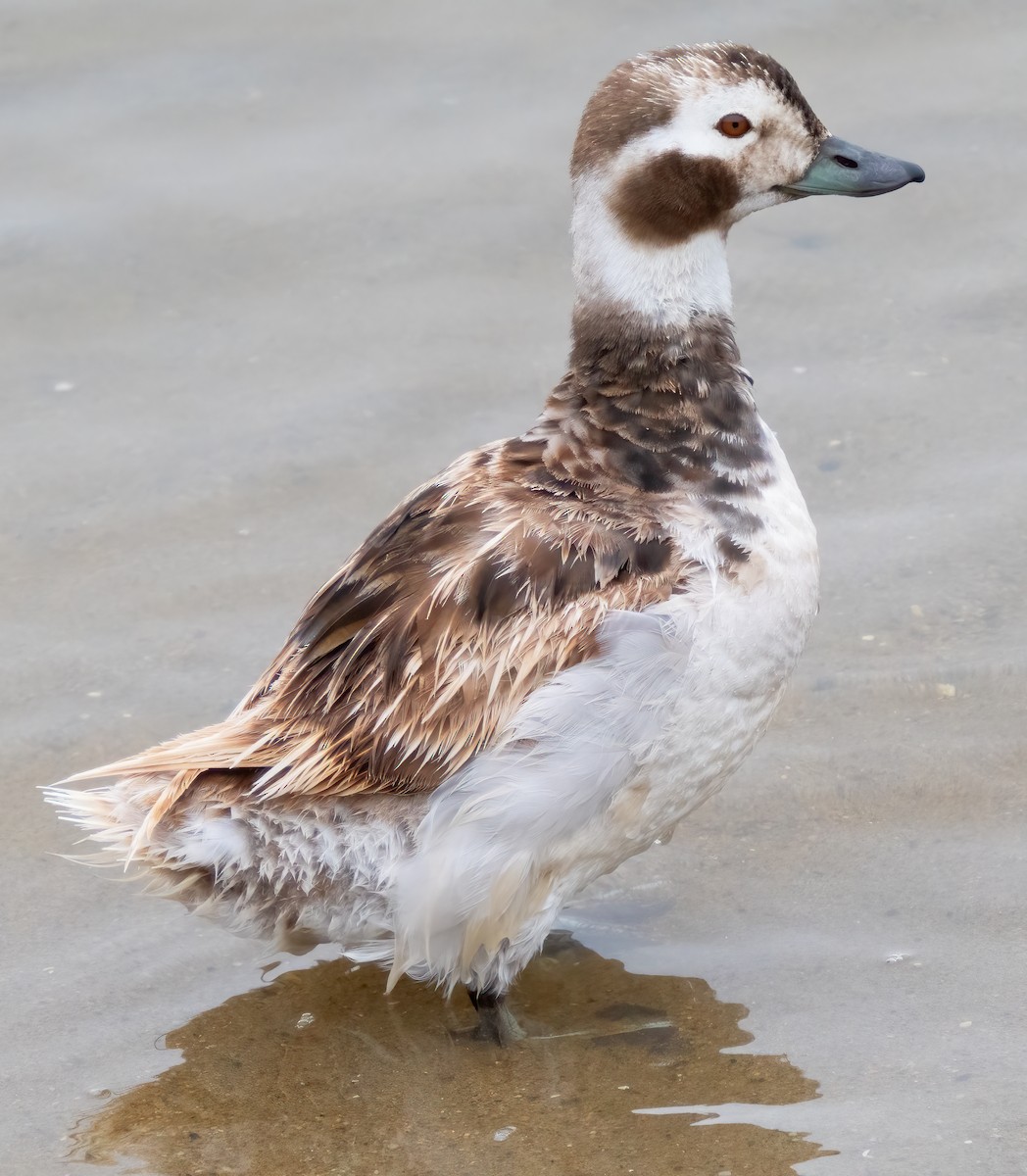 Long-tailed Duck - ML619964857