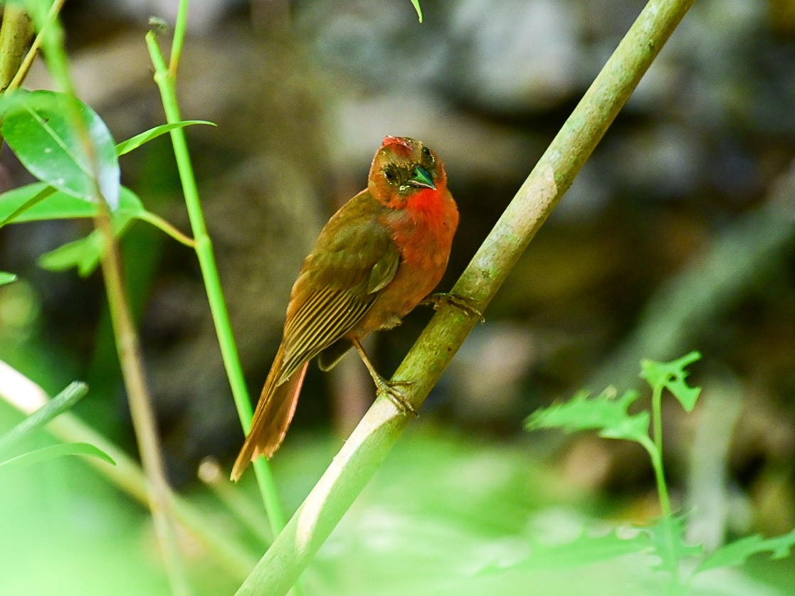 Red-throated Ant-Tanager - ML619964862