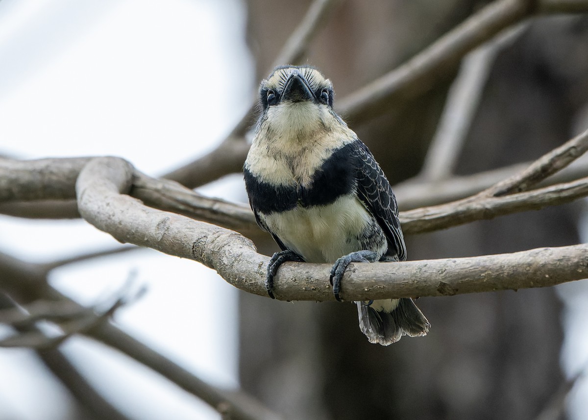 Weißnacken-Faulvogel - ML619964867