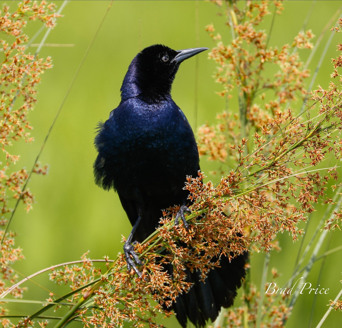 Great-tailed Grackle - ML619964872