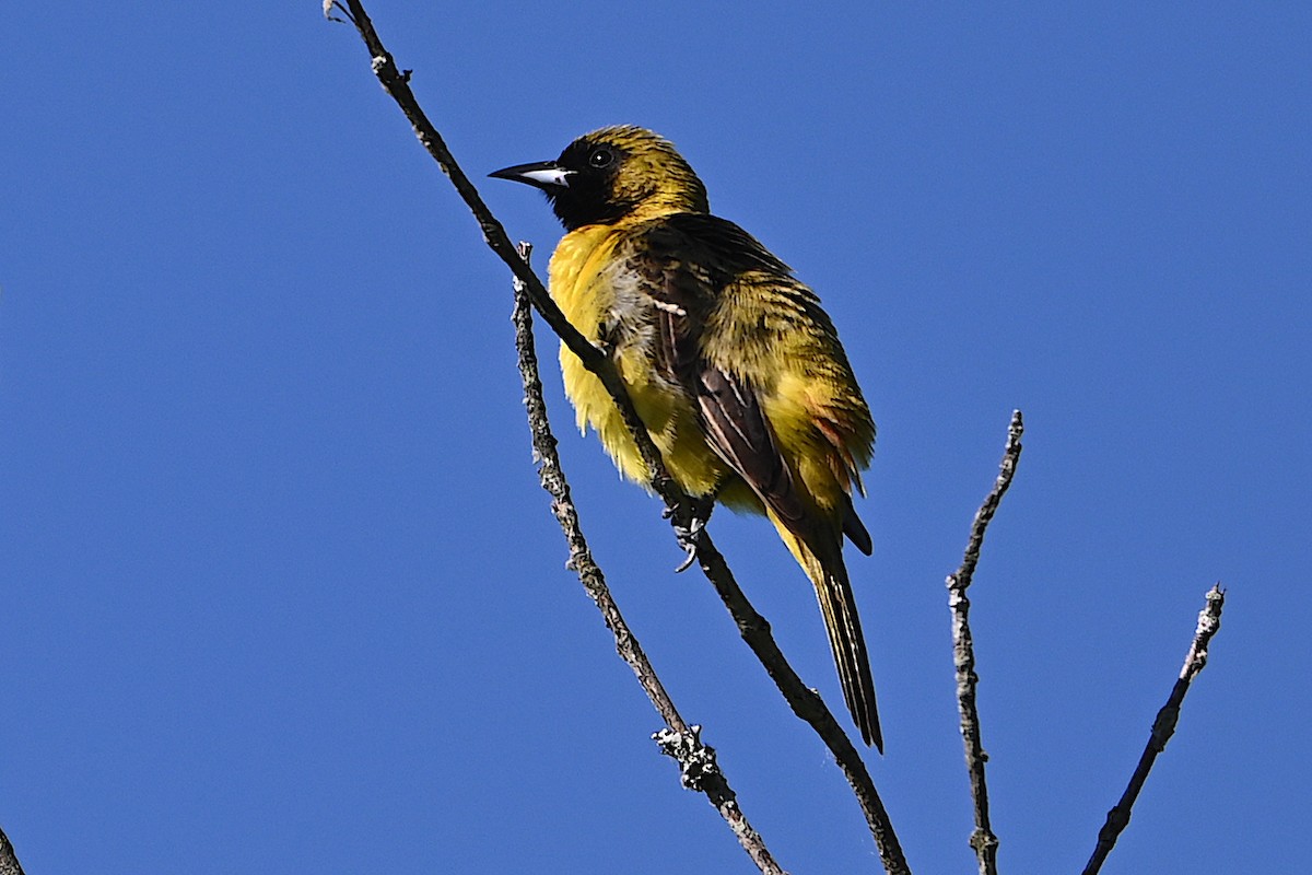 Orchard Oriole - ML619964886