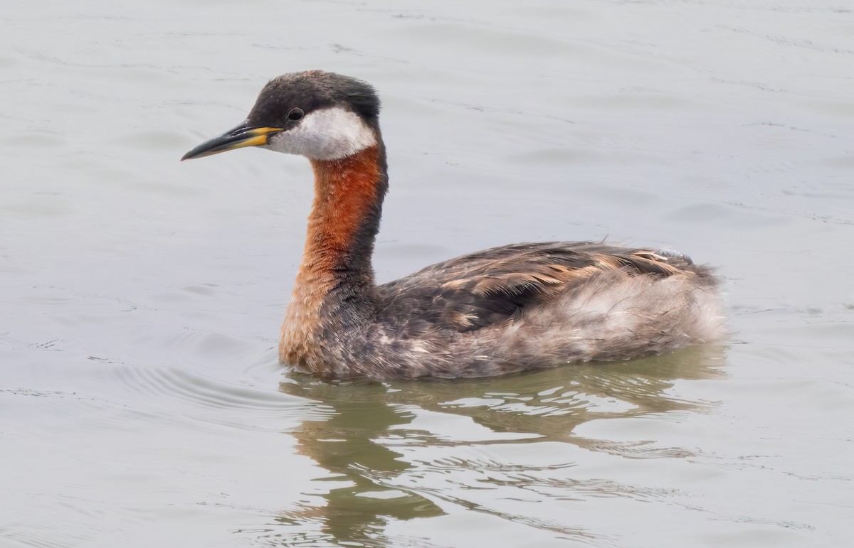 Red-necked Grebe - ML619964902